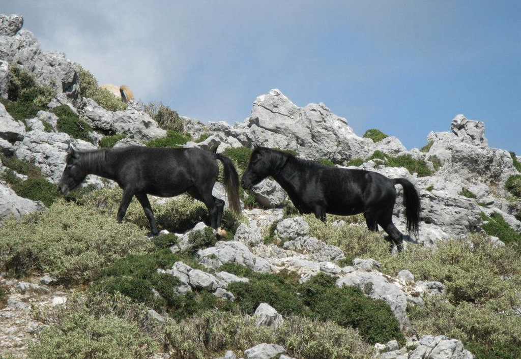  Divlji konji na Kefaloniji 